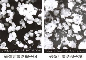 超微粉碎機(jī)是不是破壁機(jī)？什么是破壁？